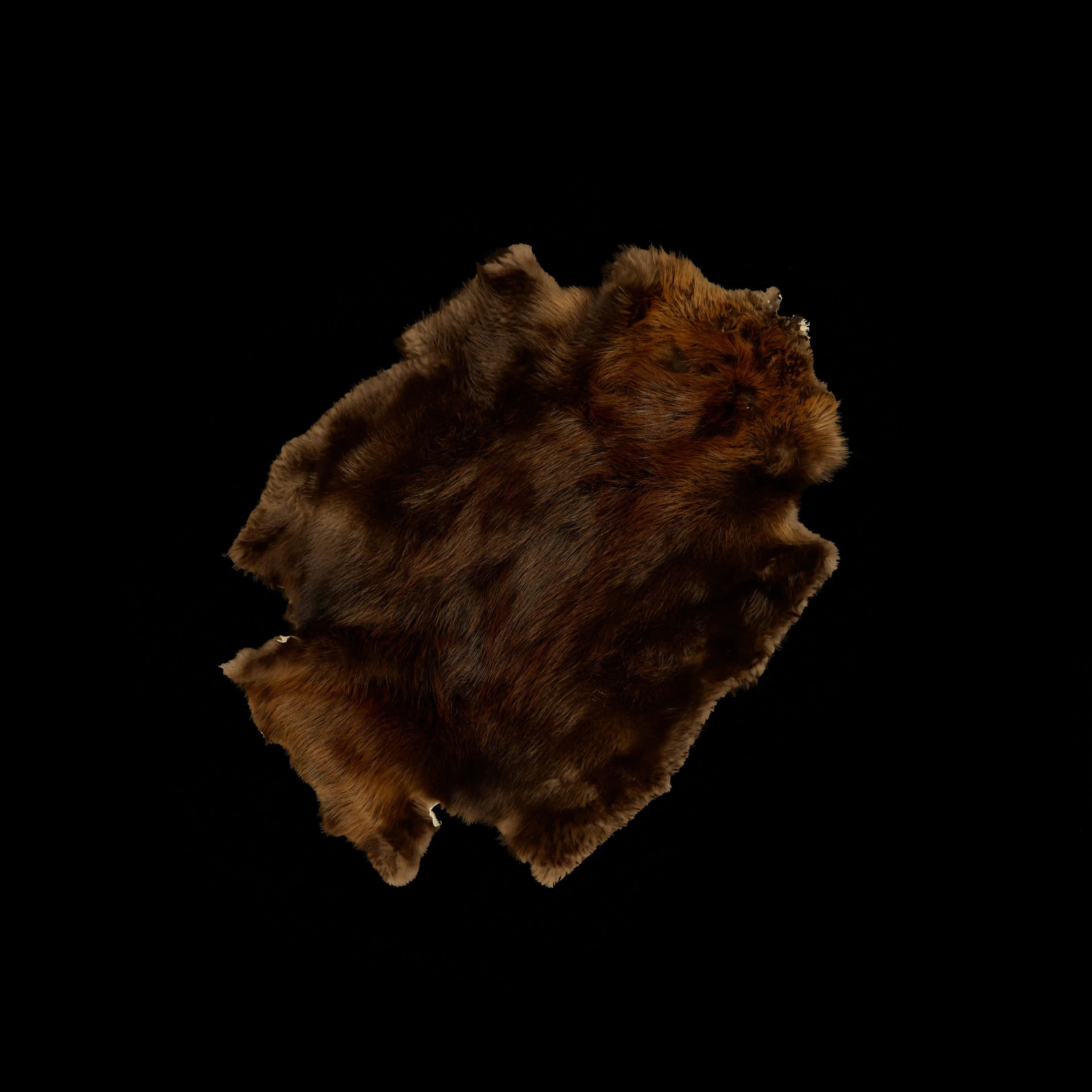 Long Haired Beaver Skin - Natural