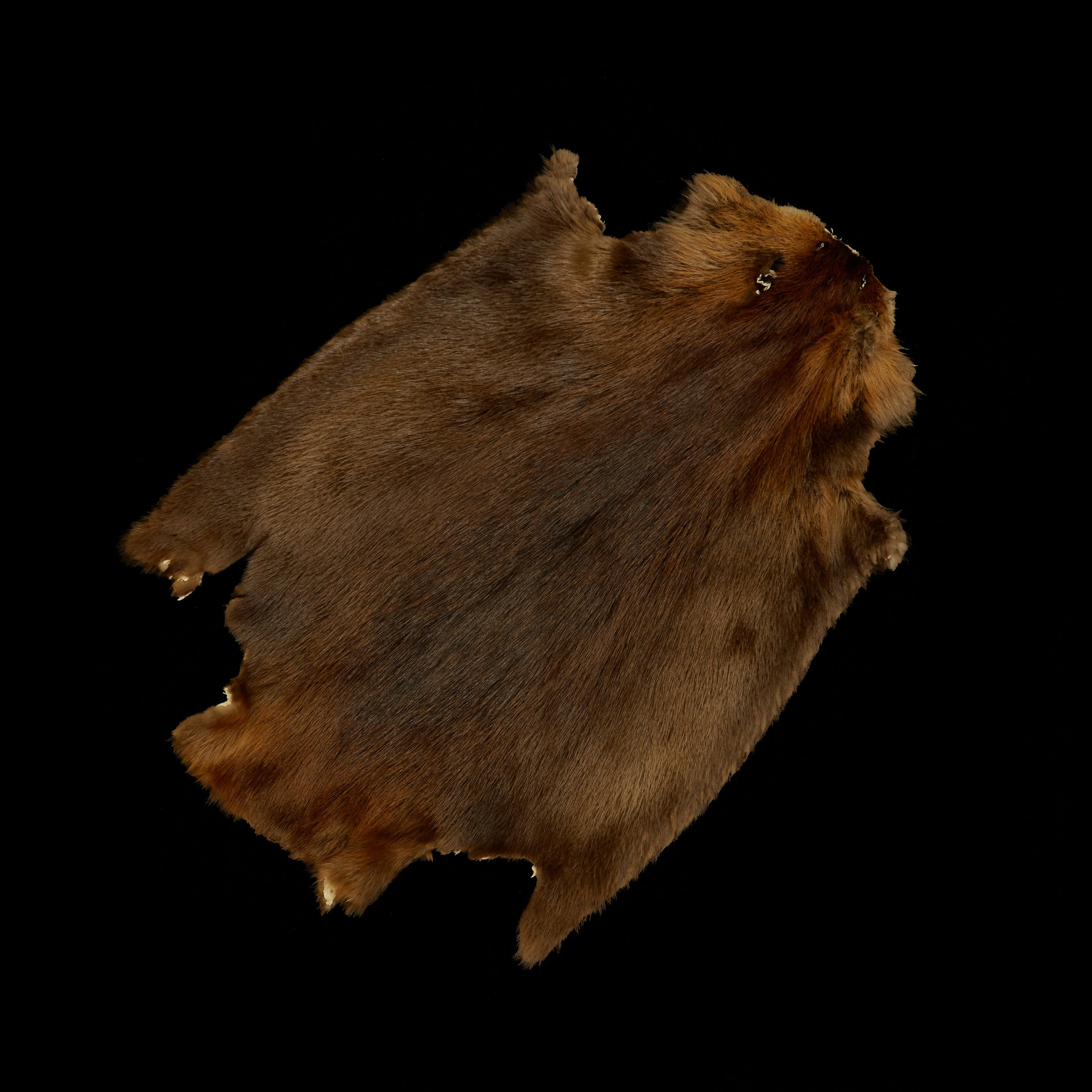 Long Haired Beaver Skin - Natural
