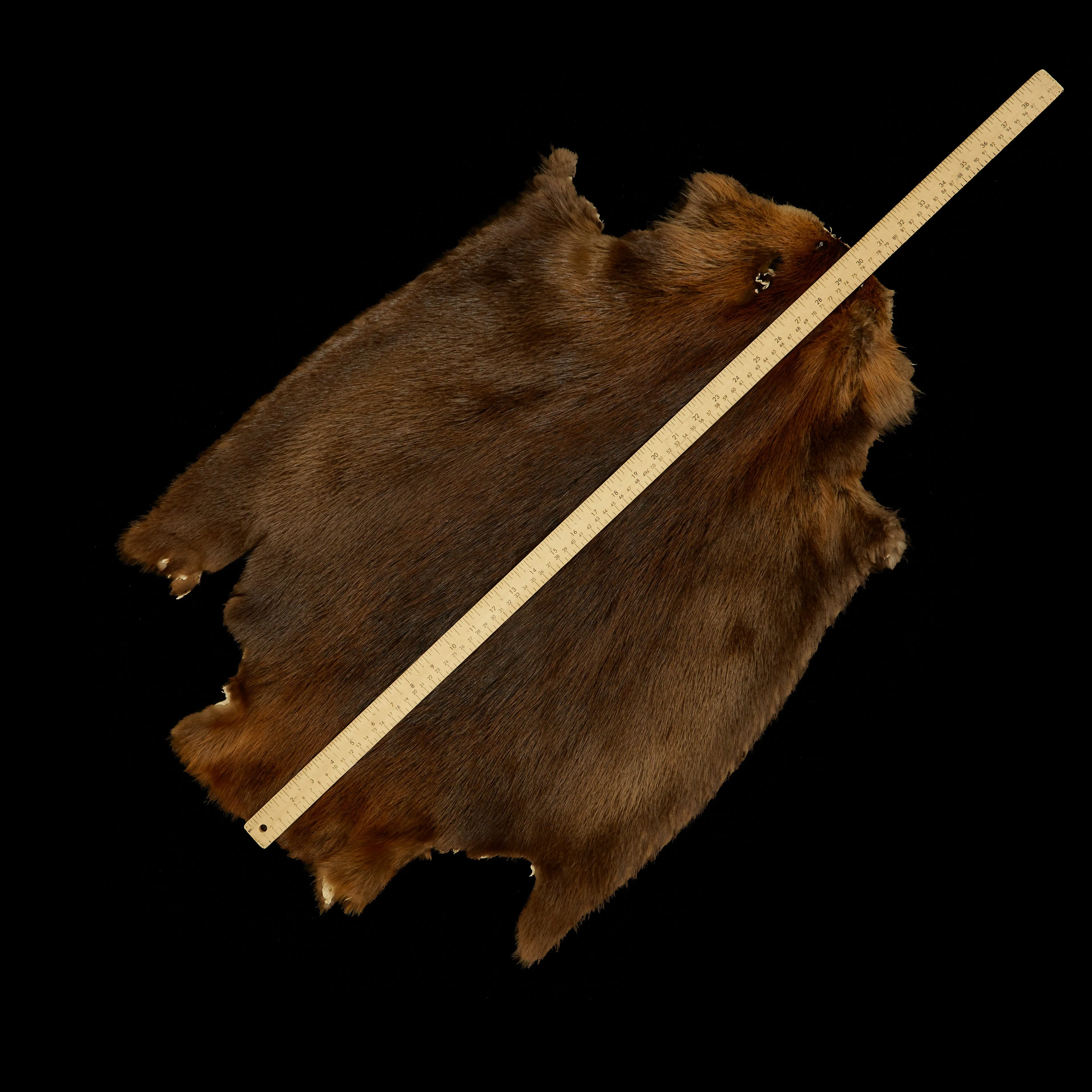 Long Haired Beaver Skin - Natural
