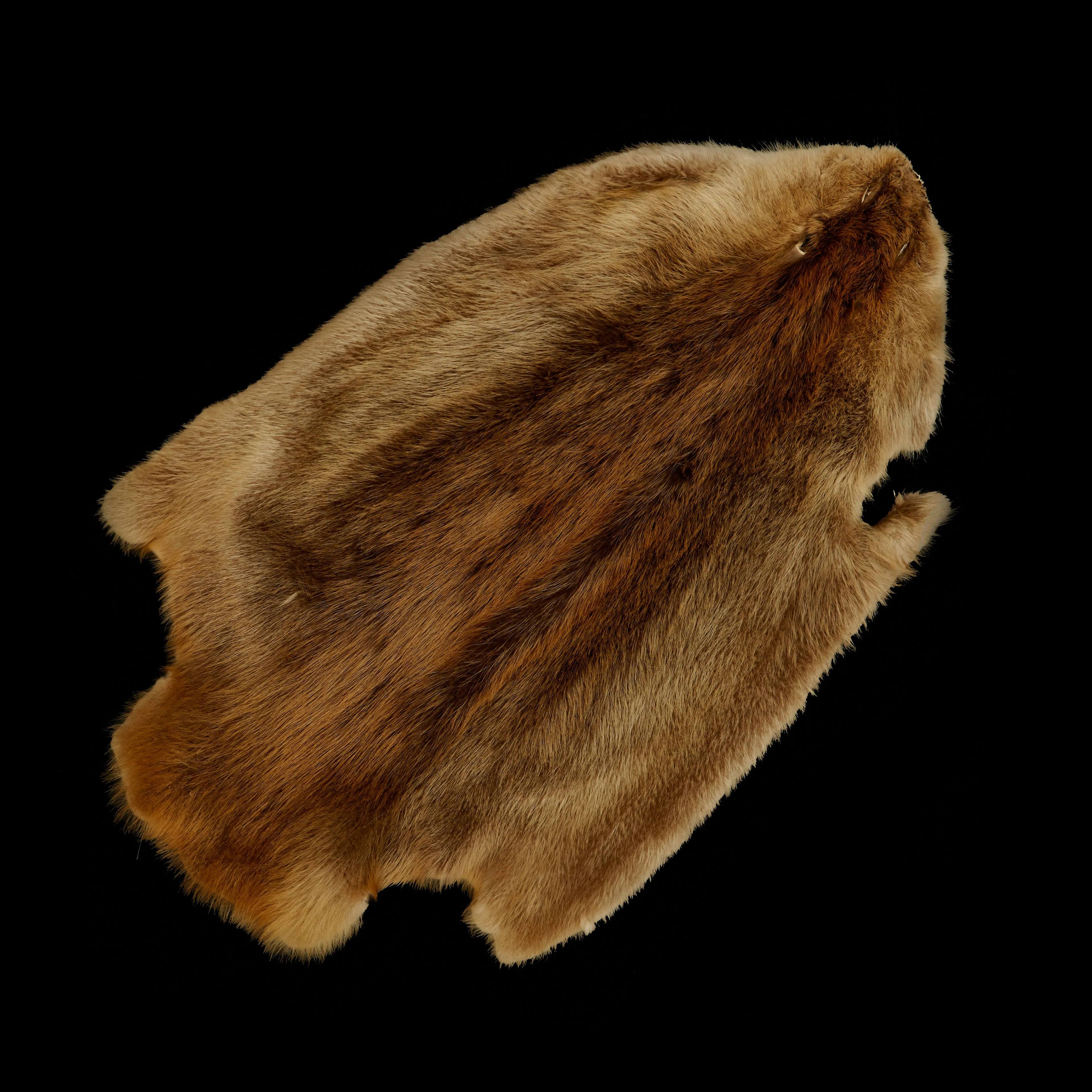 Long Haired Beaver Skin - Natural